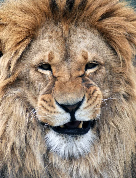 Aslan