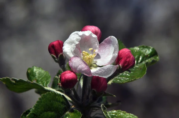 Frühling, Apfel — Stockfoto