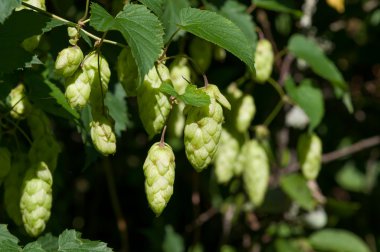 yeşil bitki şerbetçiotu