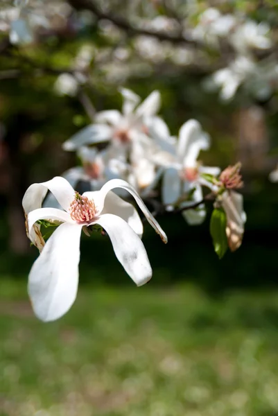 Spring blooming magnolia tree — Stock Photo, Image