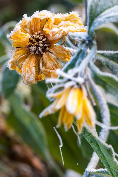 Frosty yellow flowers — Stock Photo, Image