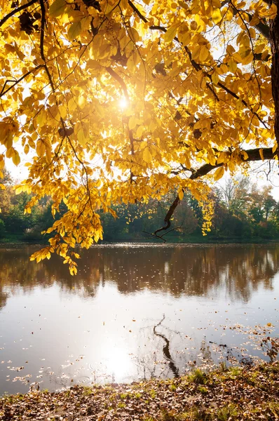 Autumn leaves — Stock Photo, Image