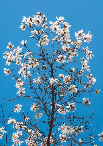 Wiosną kwitnące drzewa magnolii — Zdjęcie stockowe