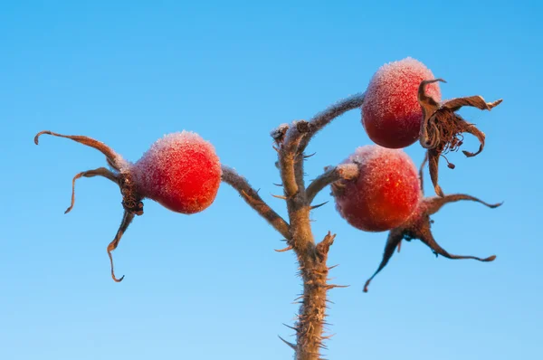 Bevroren briar — Stockfoto