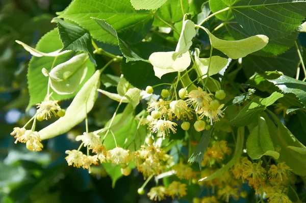 Árvore de tília (árvore de cal) flor de tília — Fotografia de Stock
