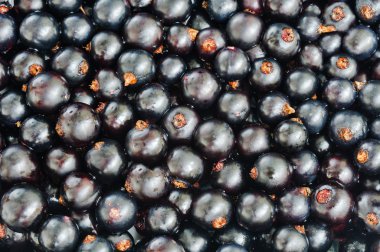 Blackcurrant tüm arka plan