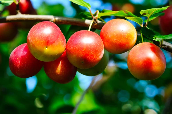 Prunes mûres sur une branche — Photo