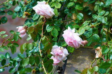 White-Pink Rose bush clipart