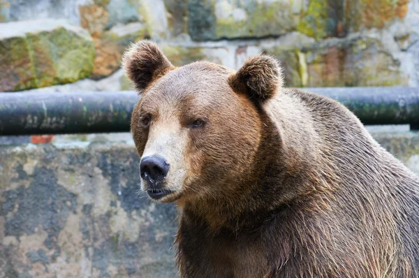 Urso castanho — Fotografia de Stock