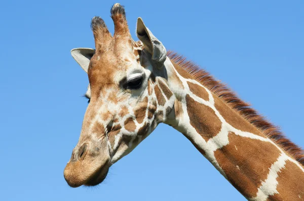 Retrato de girafa — Fotografia de Stock