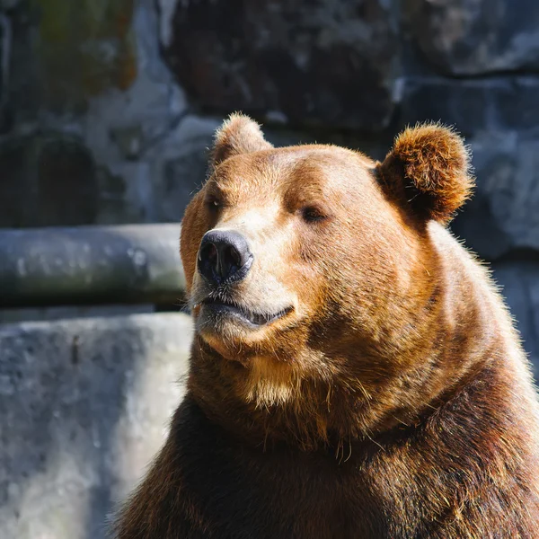 熊肖像 — 图库照片