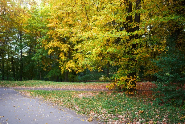 Yellow leaves in autumn park — Stock Photo, Image