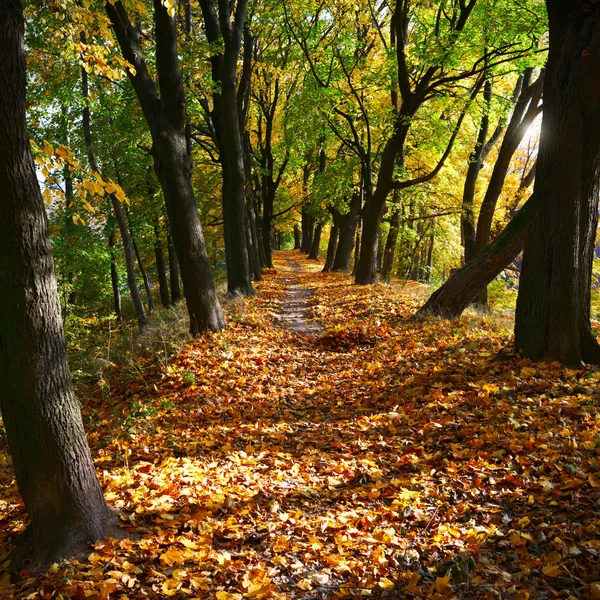 Yellow leaves in autumn park — Stock Photo, Image