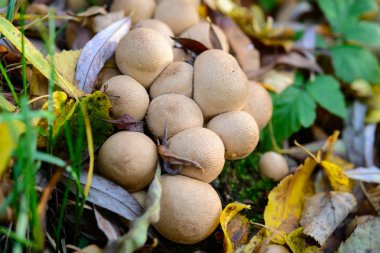 Lycoperdon foetidum