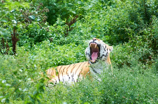 Large tiger yawns — Stock Photo, Image