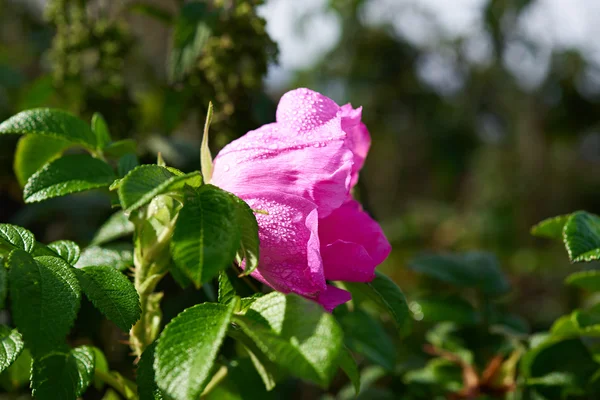 Pink dog rose — Stock Photo, Image