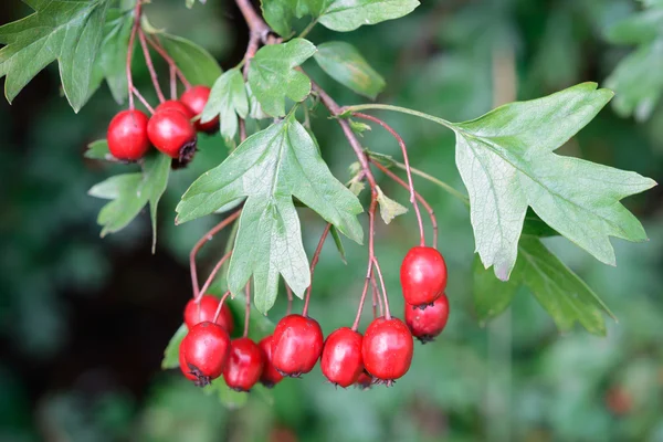 Ripe hawthorn in autumn — Stock Photo, Image