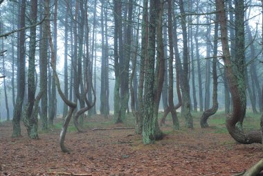 ağaçlar Milli Parkı curonian spit içinde dans