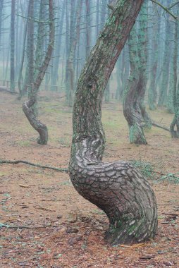 ağaçlar Milli Parkı curonian spit içinde dans