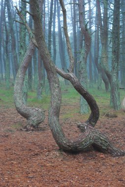 ağaçlar Milli Parkı curonian spit içinde dans