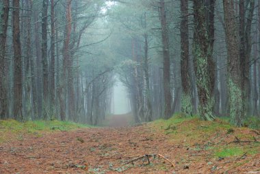 ağaçlar Milli Parkı curonian spit içinde dans