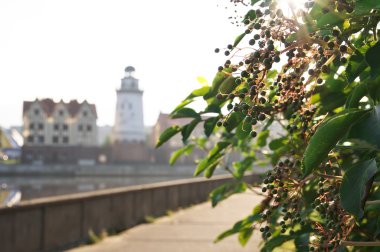 Kaliningrad sabah