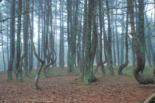 Танці дерева в національному парку Куршська коса — стокове фото