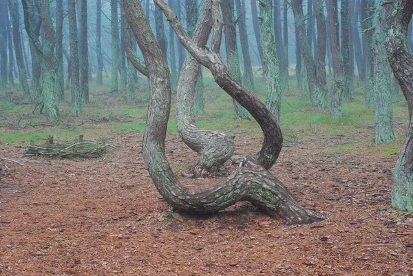 Dancing trees in National park Curonian Spit — Stock Photo, Image