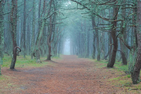 Dancing trees in National park Curonian Spit — Stock Photo, Image