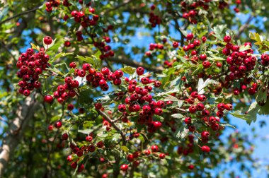 sonbaharın olgun alıç