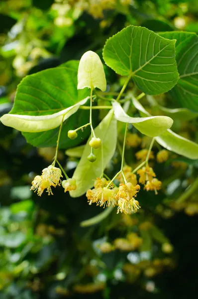 Lino (tilo) flor de tilo — Foto de Stock