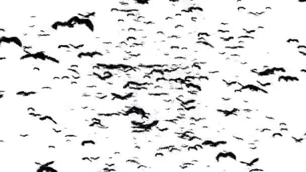 Silhouette of flying birds on white background — Stock Video