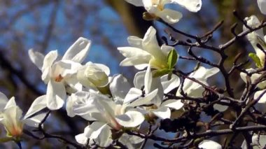 çiçek açması Manolya ağacı