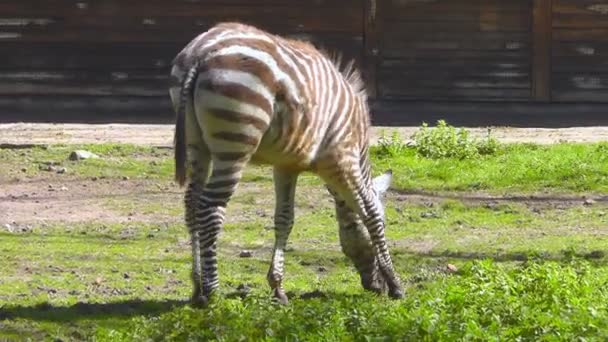Zebra — Stock Video