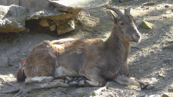 East Caucasian tur (Capra cylindricornis) — Stock Video