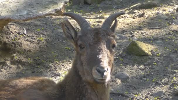 Tur del Caucaso orientale (Capra cilindricornis ) — Video Stock