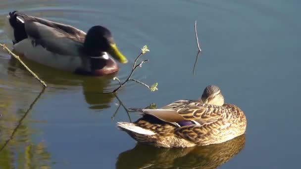 Ducks — Stock video