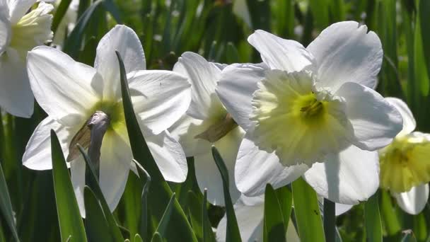 Narcissus on spring day — Stock Video