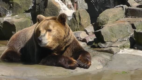 Brown bear — Stock Video