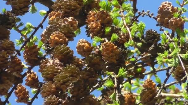Дерево лиственница с молодыми иглами — стоковое видео