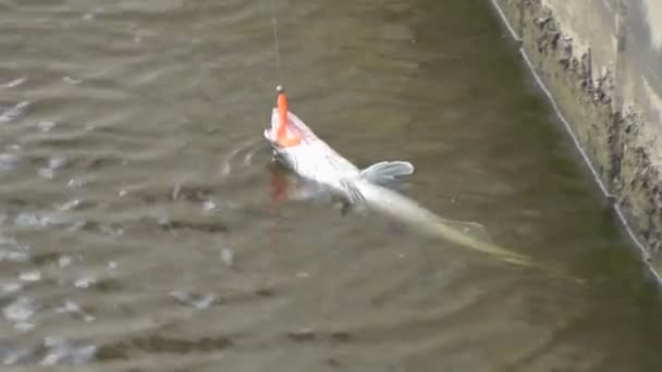 Een enorme vers gevangen pike "perch" — Stockvideo