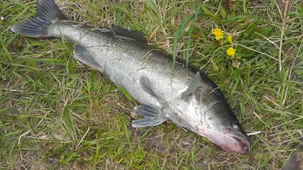 Ein riesiger, frisch gefangener Zander im Gras — Stockvideo