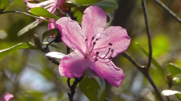 Flor de rododendro — Vídeo de stock