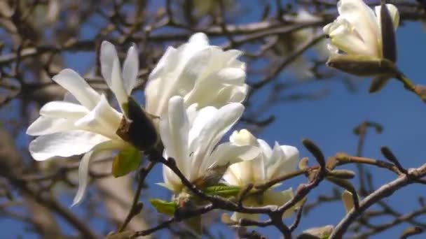 Árbol de magnolia floreciente — Vídeo de stock