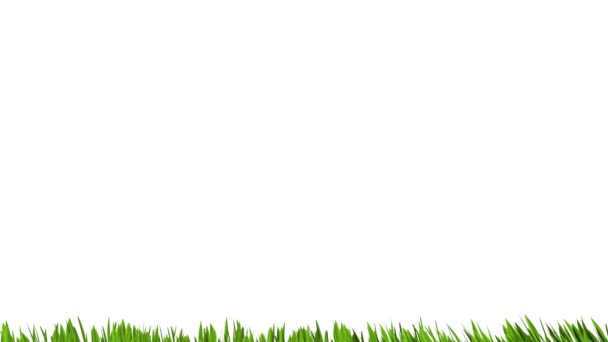Gazon vert croissance 