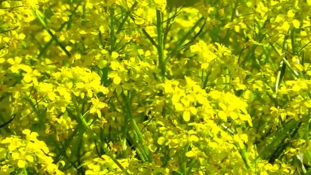 Rapeseeds blossom — Stock Video