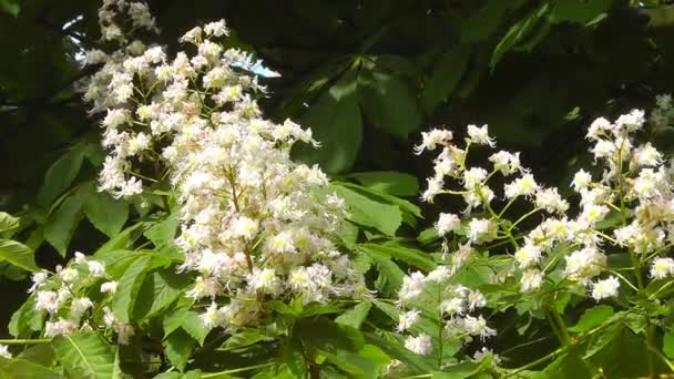 Châtaignier en fleurs 