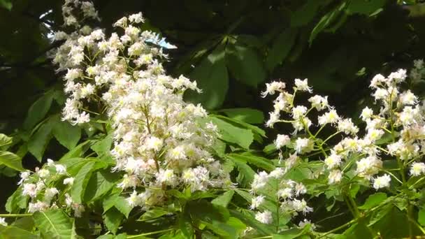 Blooming chestnut — Stock Video