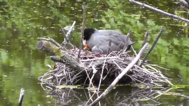 Meerkoet op een nest met kuikens — Stockvideo