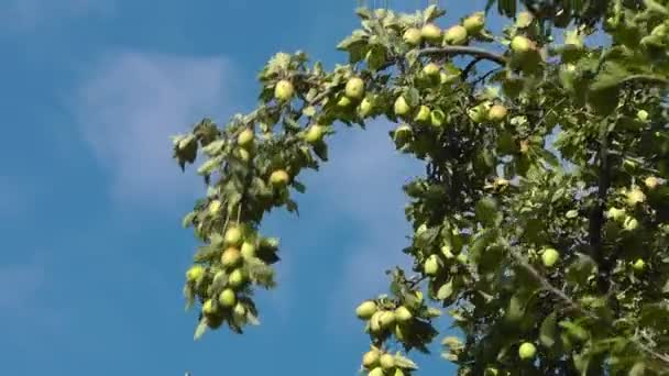 Manzanas en una rama de árbol — Vídeos de Stock